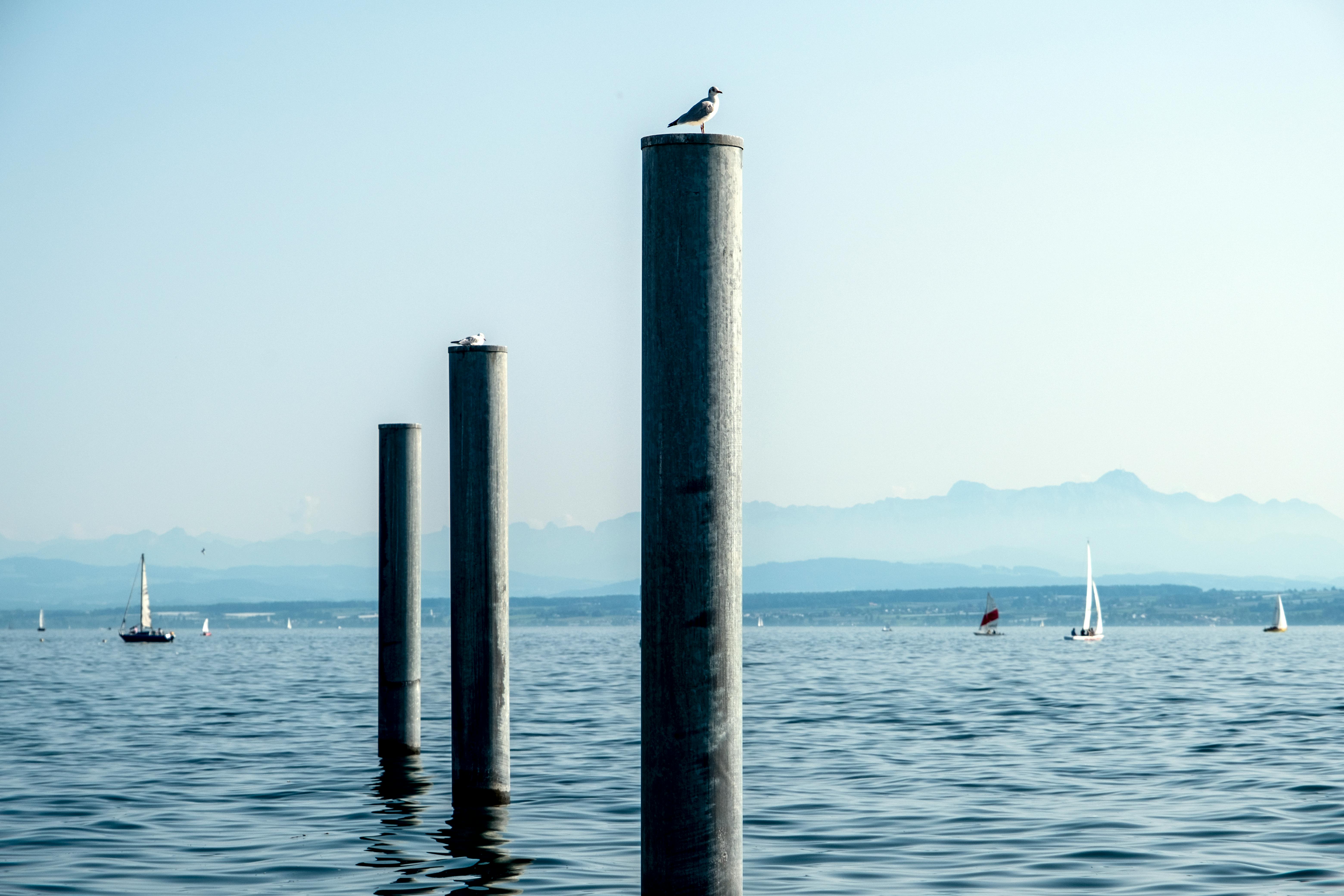 A serene view of seagulls on poles and sailboats on Bodensee's calm waters.