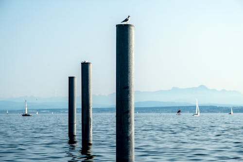 Seagulls on Poles in a Bay 