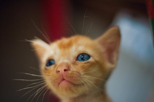 Free From above of adorable kitten muzzle with bright fur and dreamy gaze looking away on blurred background Stock Photo