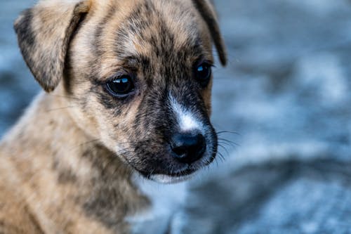 Free Close-up View of Puppy Stock Photo