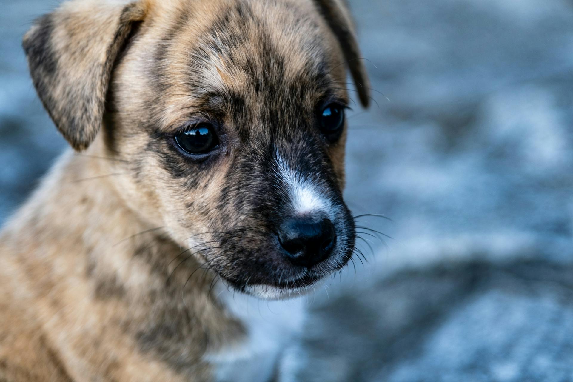 Close-up van een puppy