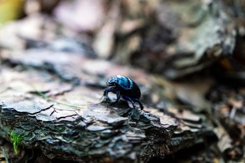 Imagine de stoc gratuită din a închide, automobil beetle, măcinare