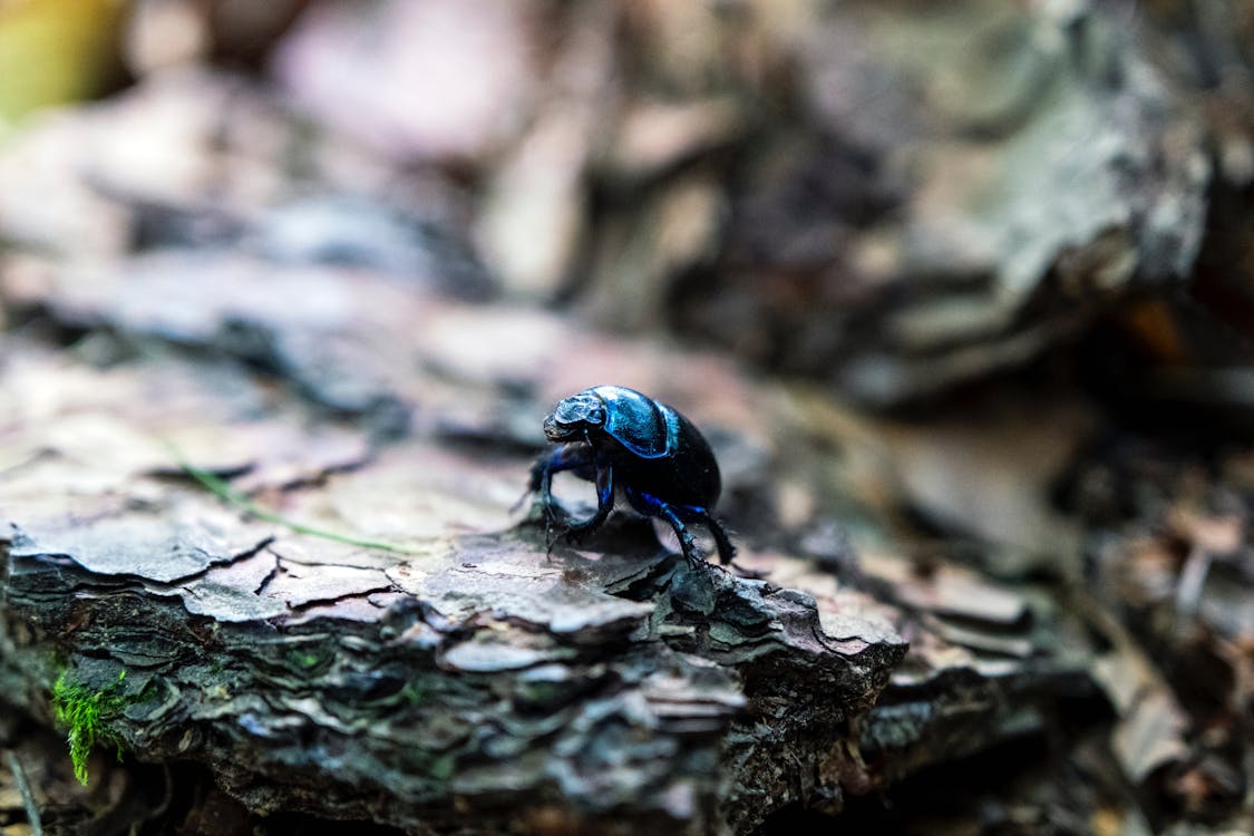 Close up of Beetle