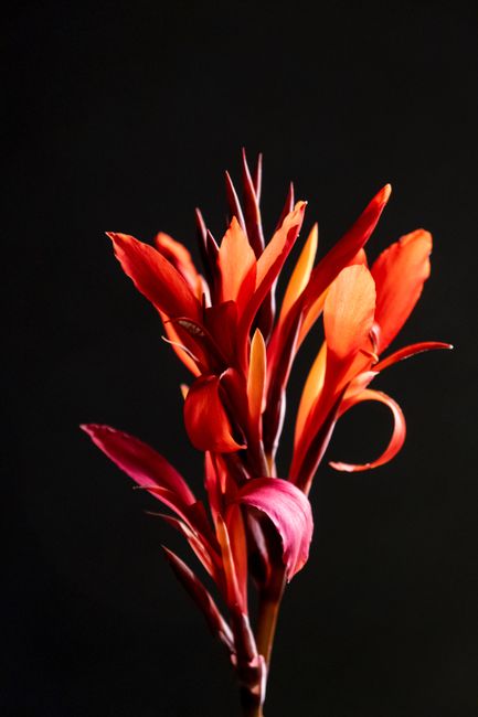 Close-up of a vivid canna lily flower against a dark backdrop, showcasing its delicate beauty.