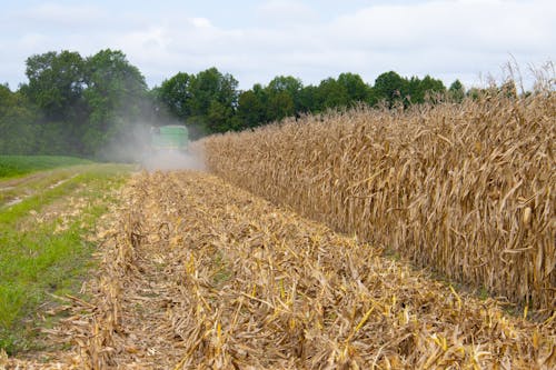 Brown Grass Field