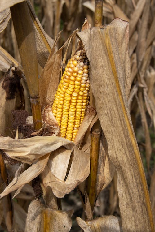 Foto profissional grátis de agricultura, colheita, cultivo