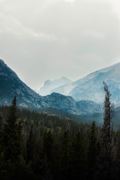 Free Misty morning view of the Rocky Mountains with dense forest in Colorado. Stock Photo