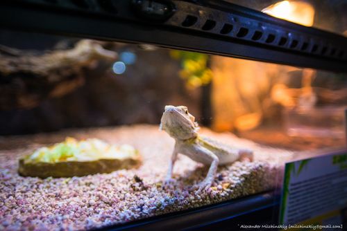 Free stock photo of aviary, beautiful, lizard Stock Photo