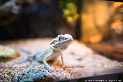 Free stock photo of aviary, beautiful, lizard Stock Photo
