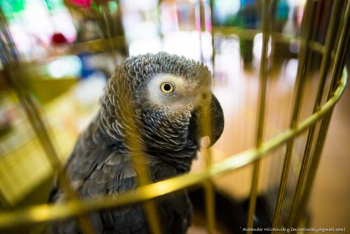 Free stock photo of beautiful, birdcage, caged Stock Photo