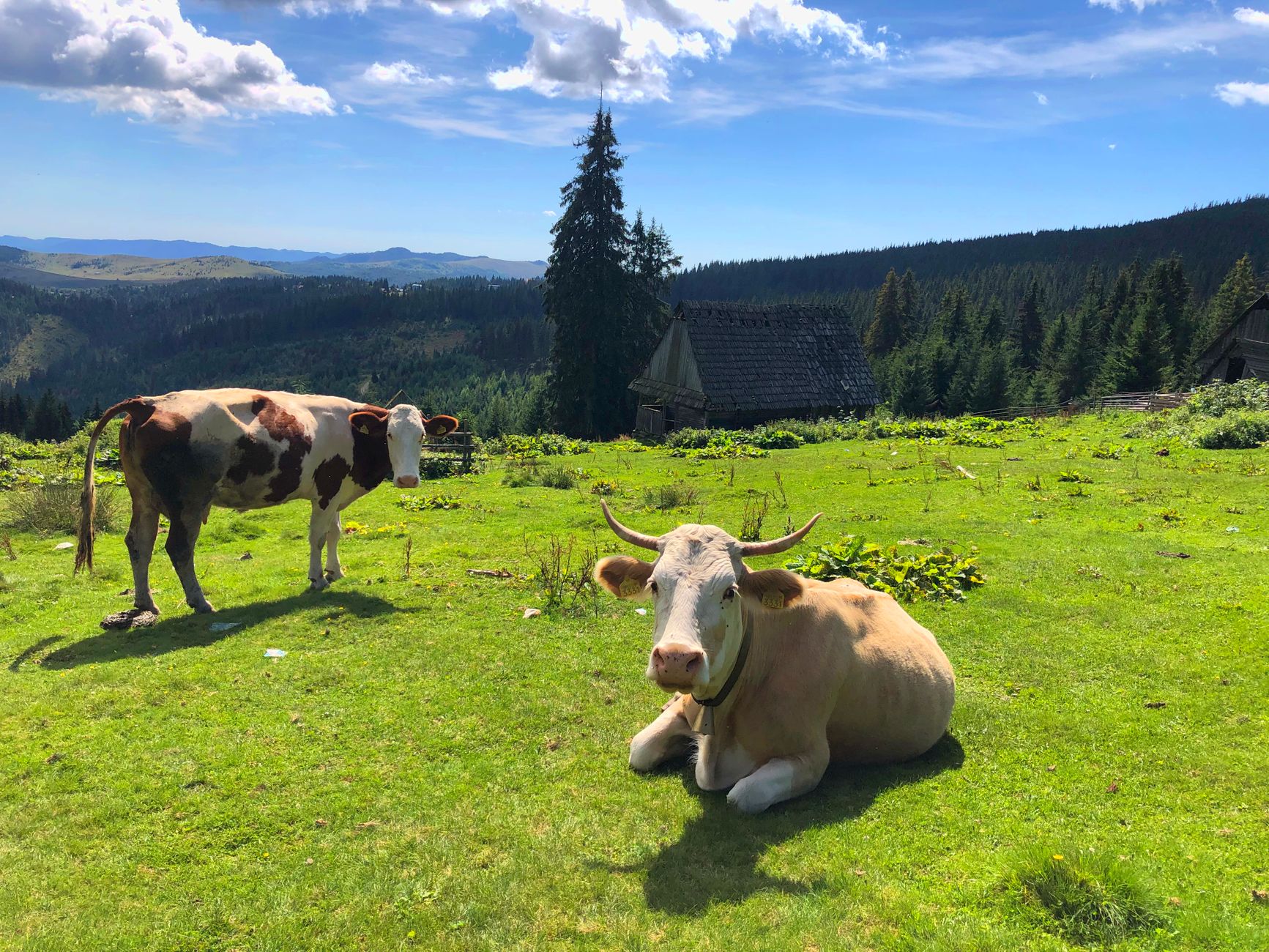 Succes pentru programul Open Farm în Harghita