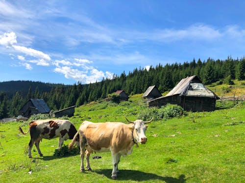 Brown and White Cows on Green Grass Field