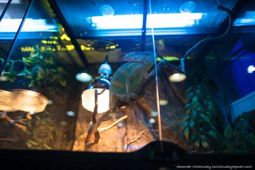 Free stock photo of aviary, blue and orange, blue light Stock Photo