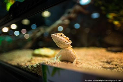 Free stock photo of aviary, beautiful, lizard Stock Photo