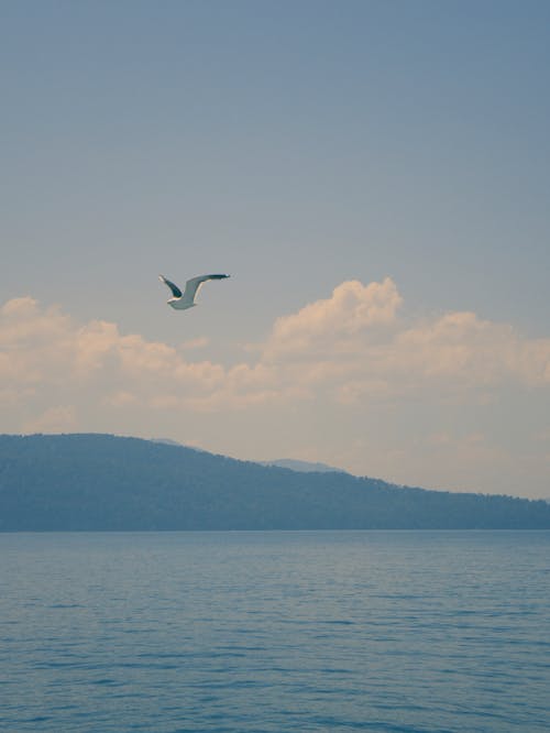 Kostnadsfri bild av fågel, flygande, hav