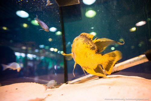 Free stock photo of aquarium, big fish, big yellow Stock Photo