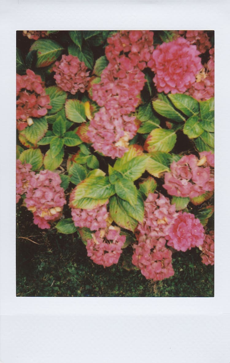 Pink Hydrangea Flowers With Green Leaves