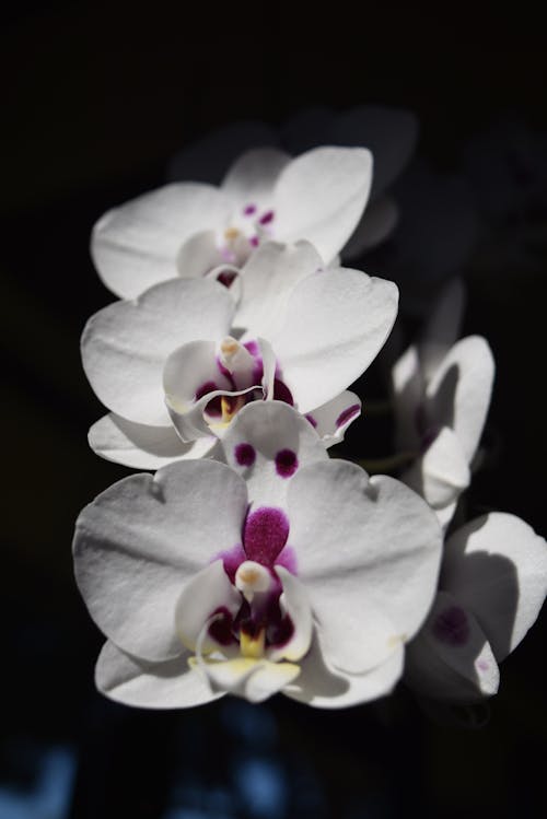 Close Up of White Moth Orchids in Bloom 