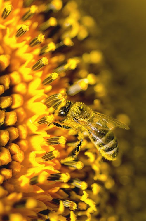 Free Honeybee on Flower Stock Photo