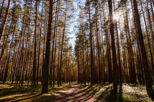 Imagine de stoc gratuită din arbori, cale, la țară