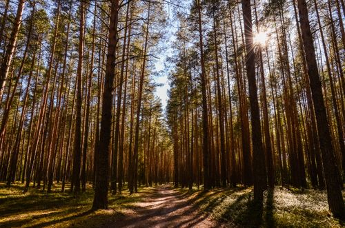 Free A tranquil forest scene with sunrays piercing through tall pine trees along a peaceful pathway. Stock Photo