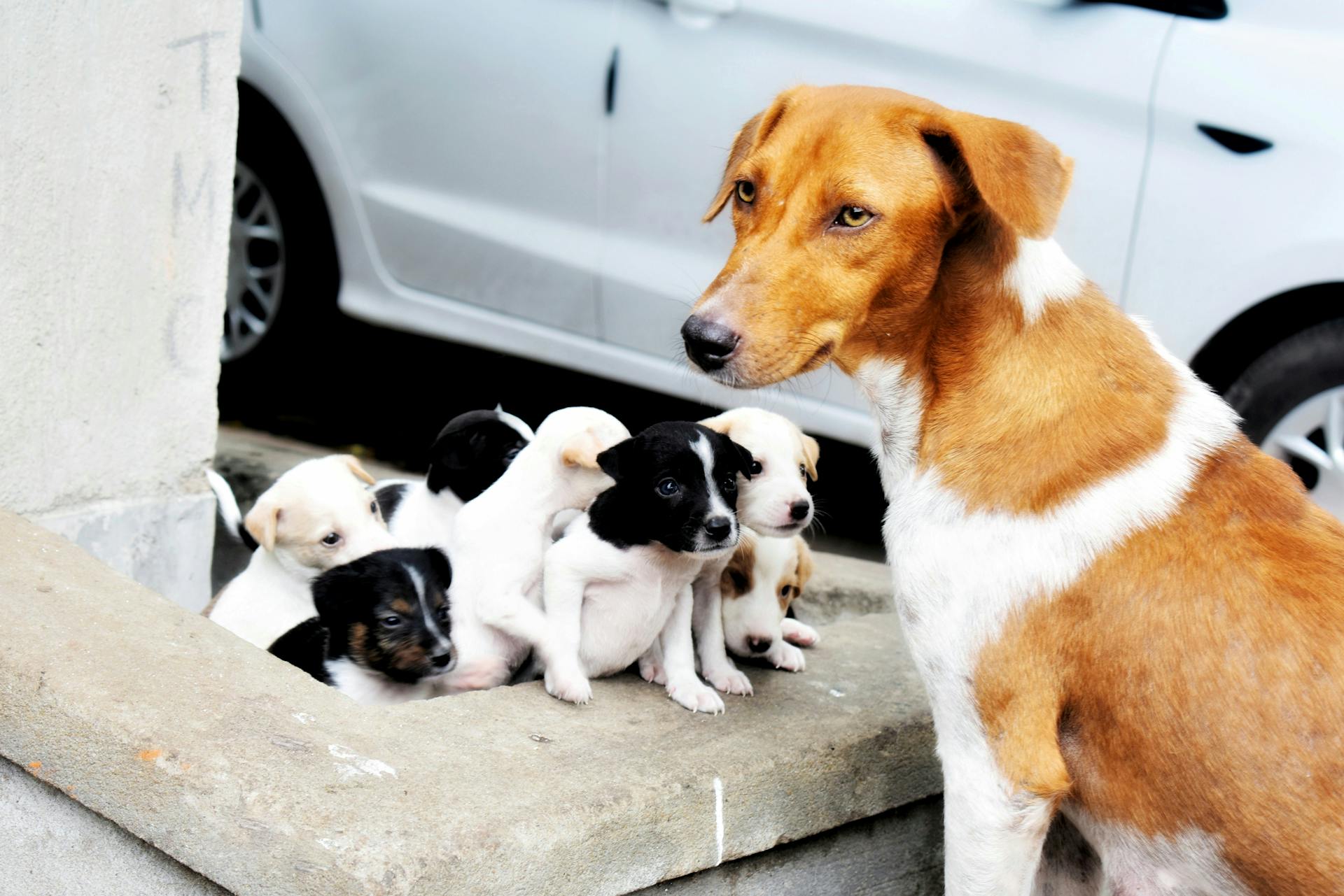 Dogs near Car