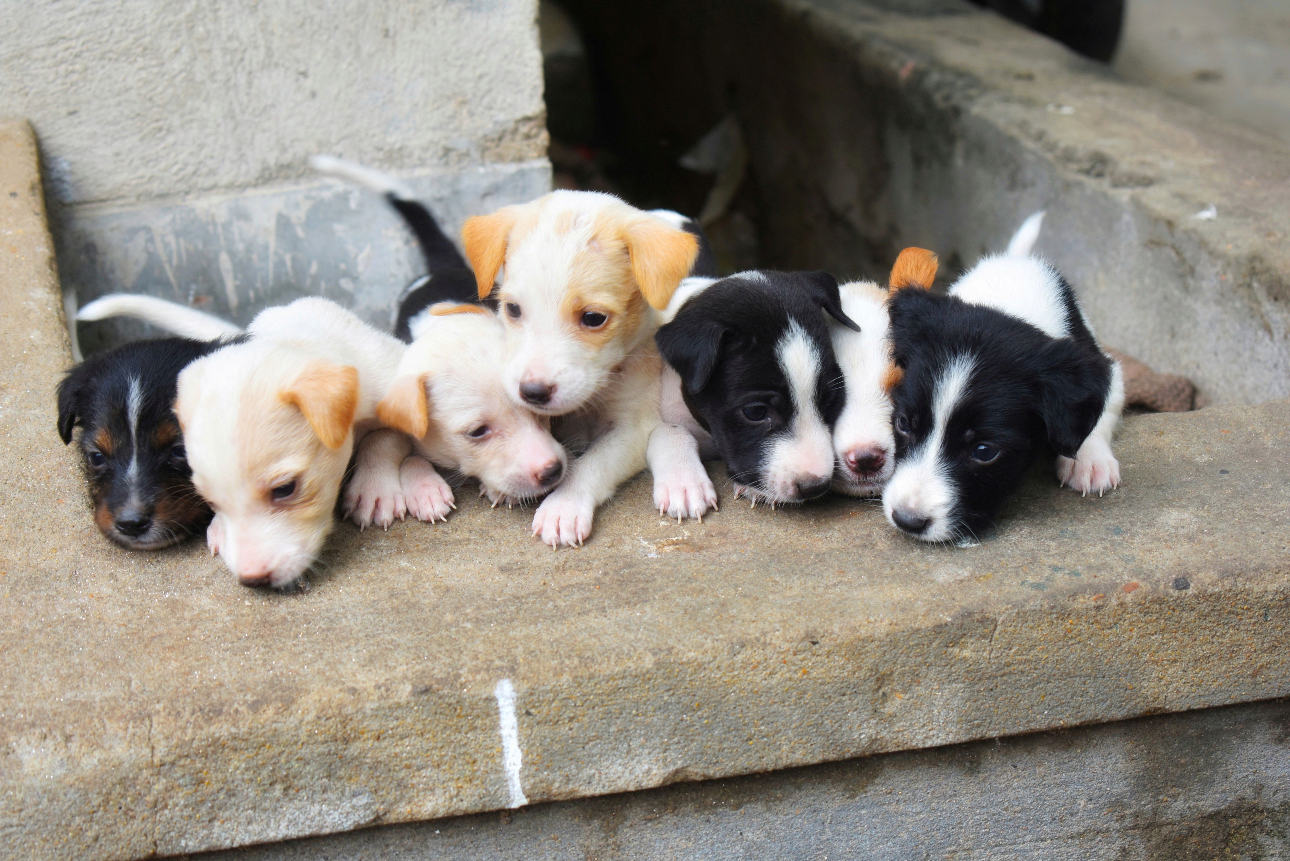 Licensed Pet Stores In Bundaberg: Responsible Buying Guide for Australian Families