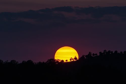 Silhouette of Trees during Sunset