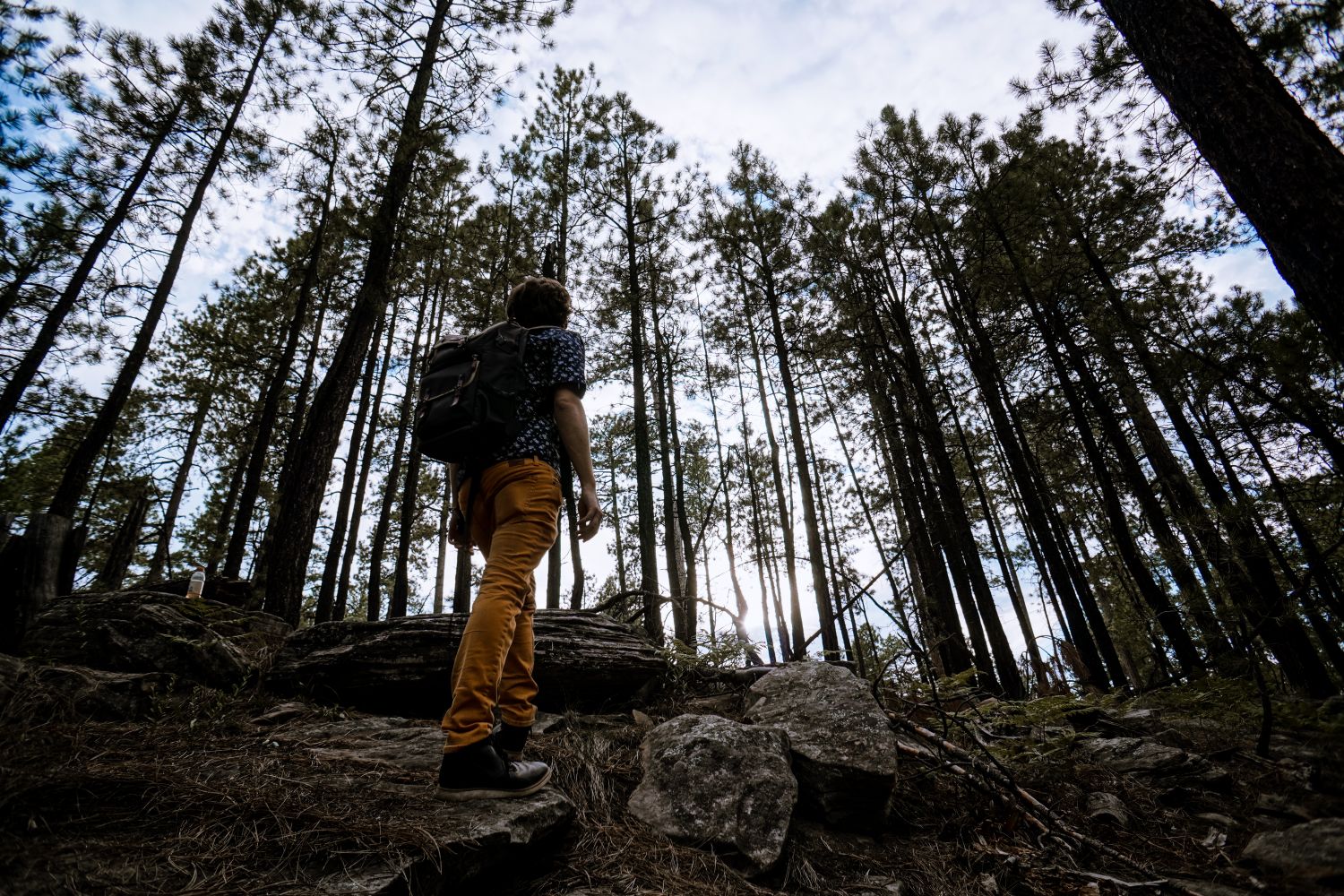 Hiking trail in forest