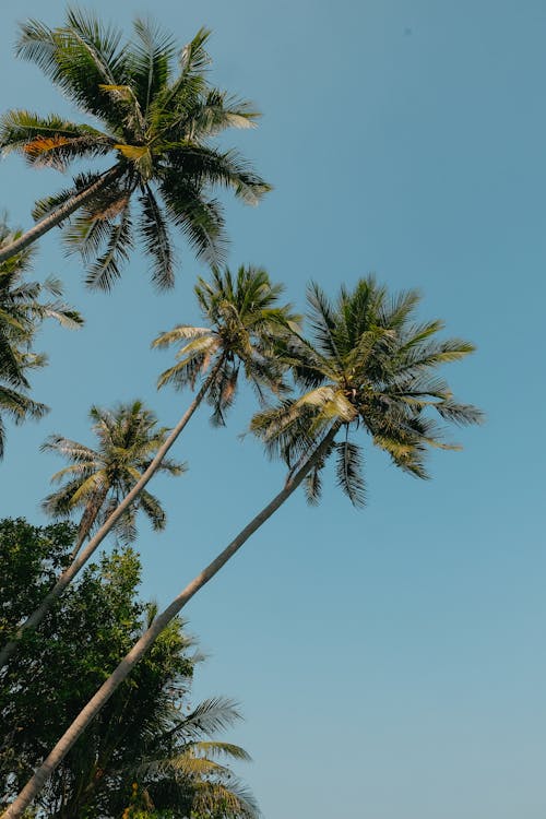 Free Palm Trees against Blue Sky Stock Photo