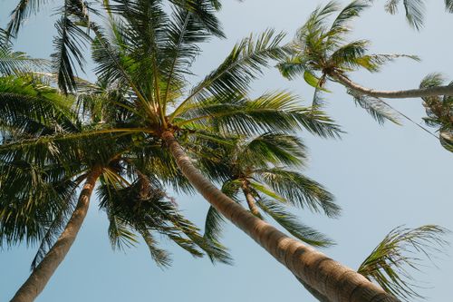 Free A serene upward perspective of lush palm trees against a clear blue sky, capturing tropical tranquility. Stock Photo