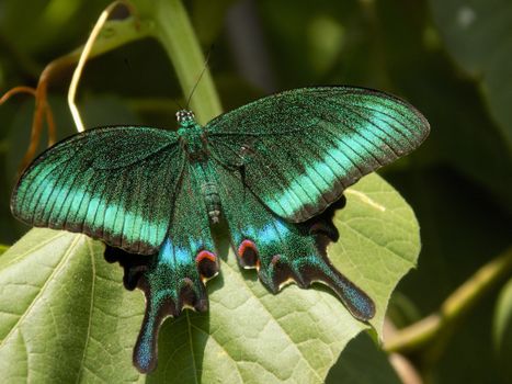 一只充满活力的巴黎凤蝶，正停在自然界的一片叶子上，翅膀如翡翠般闪耀