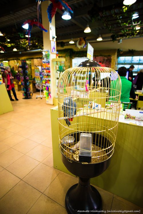 Free stock photo of beautiful, birdcage, caged Stock Photo