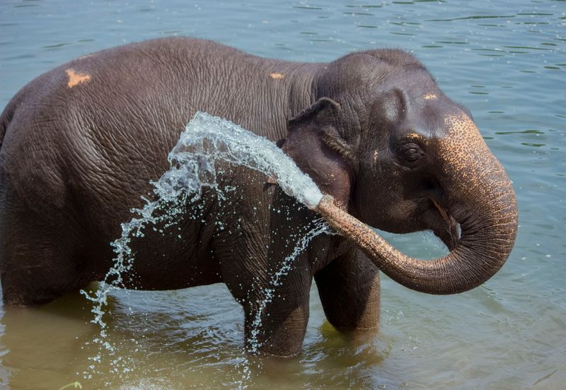 Pinnawala Elephant Orphanage — Elephant Bathing in River