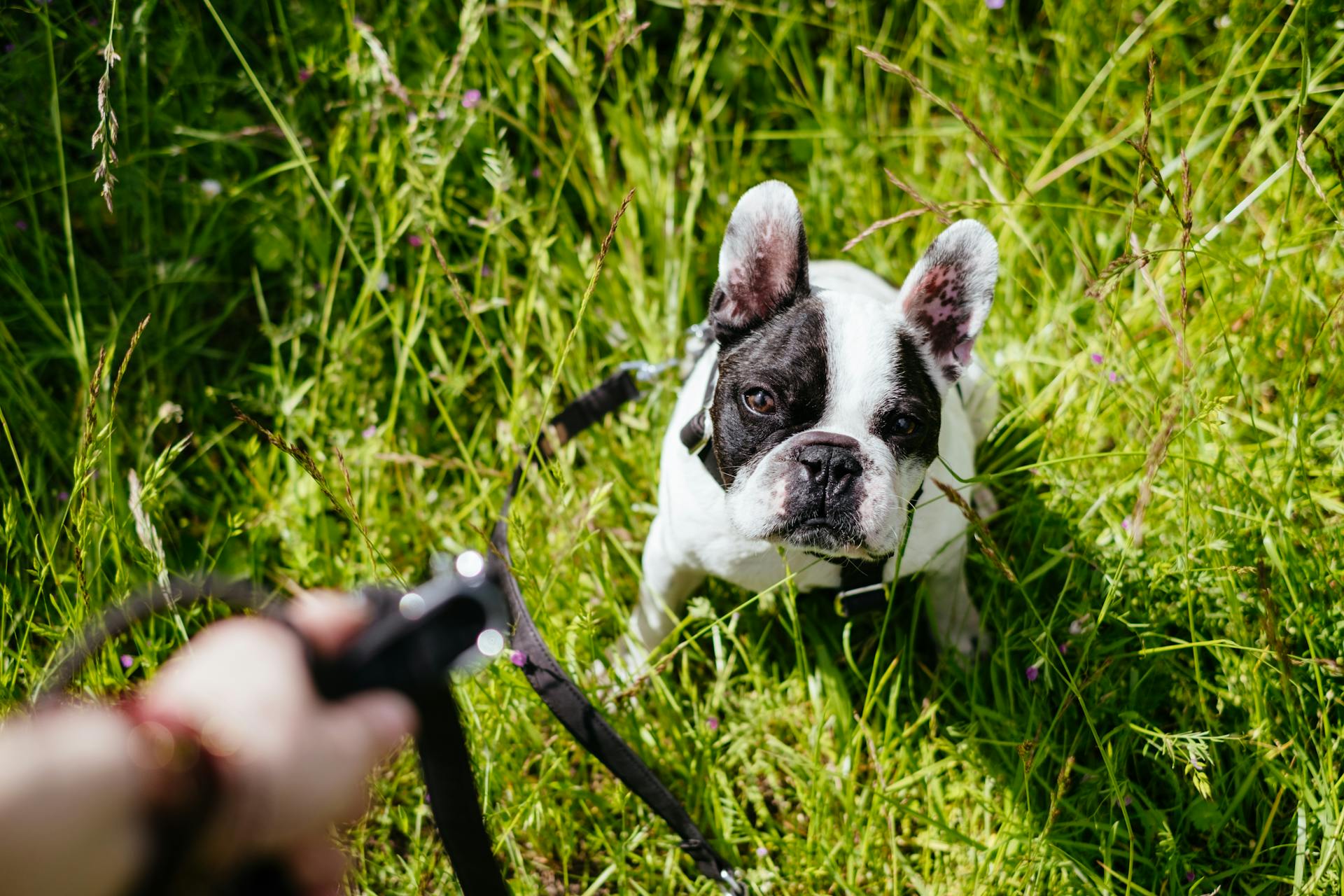 French Bulldog Puppy on Green Grass