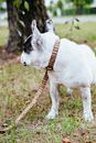 White and Black Short Coat Dog With Brown Leather Leash on Brown Grass Field