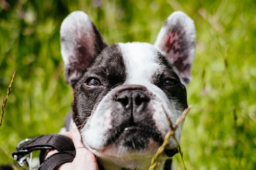 Gratis lagerfoto af dyr, fransk bulldog, hund Lagerfoto