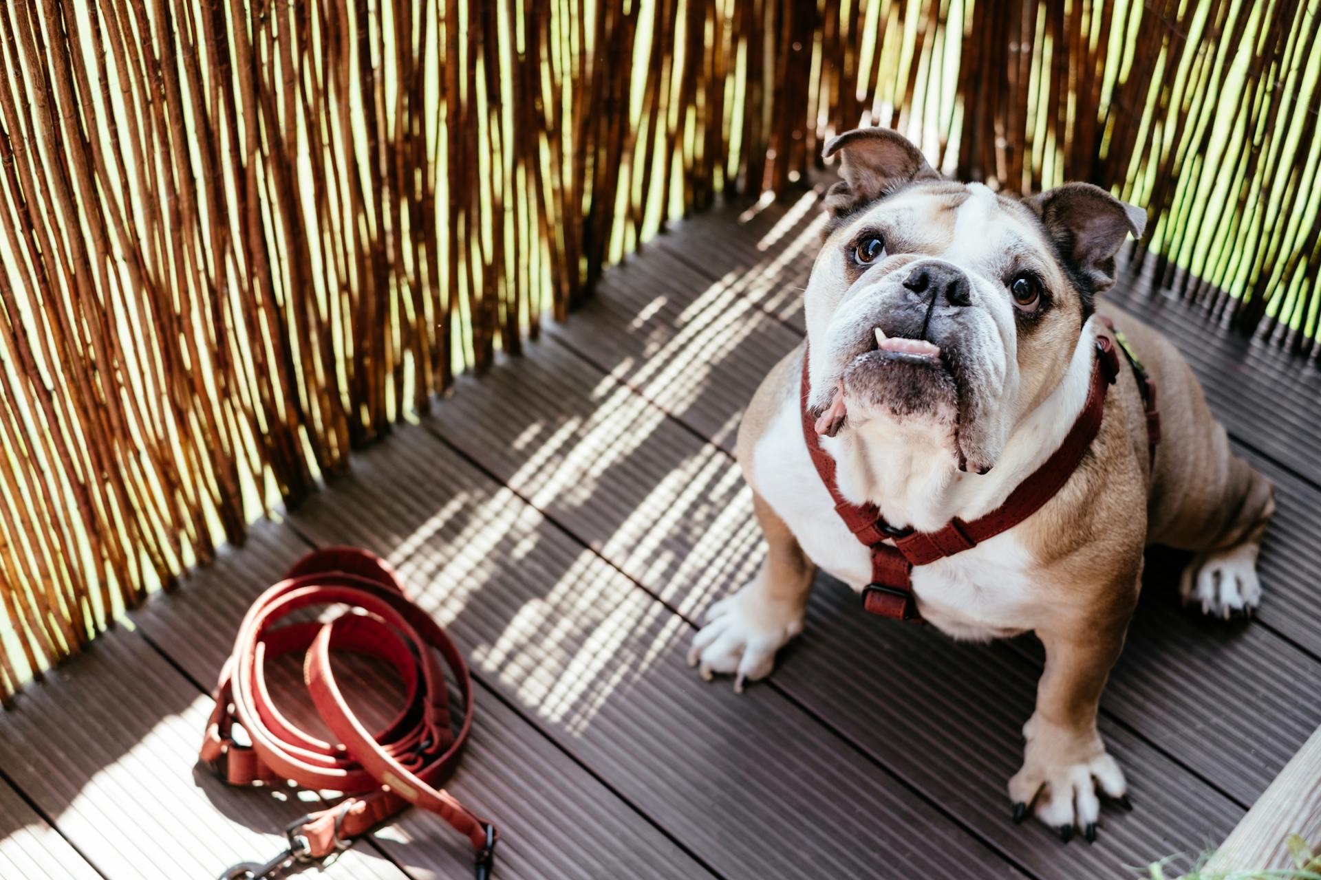 Portrait du bouledogue anglais