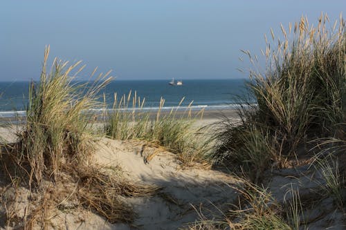 Free stock photo of blue sea, dunes