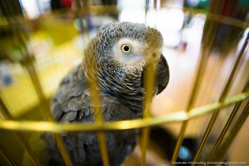 Free stock photo of beautiful, birdcage, caged Stock Photo