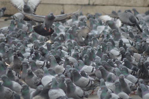 Fotobanka s bezplatnými fotkami na tému chôdza, holuby, kŕdeľ