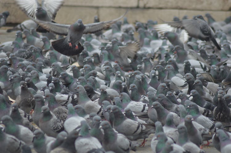 Close-up Of A Flock Of Pigeons 