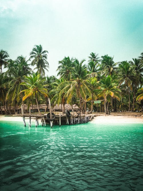 Green Palm Trees Near Body of Water