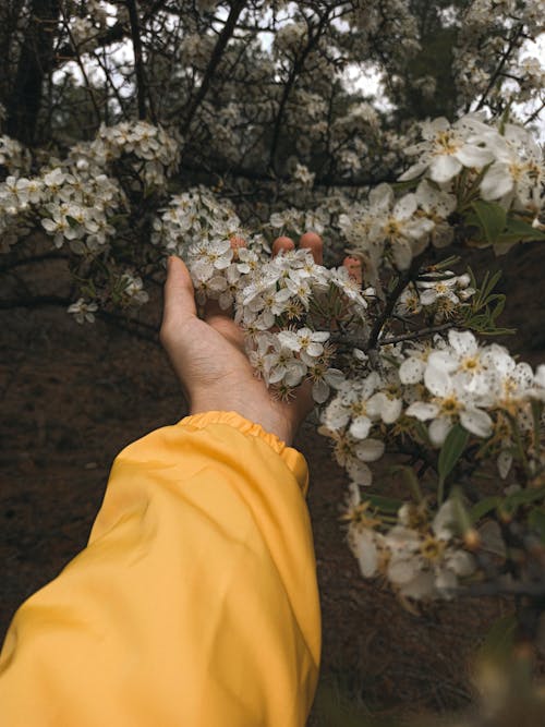 Immagine gratuita di abbondanza, albero, ambiente