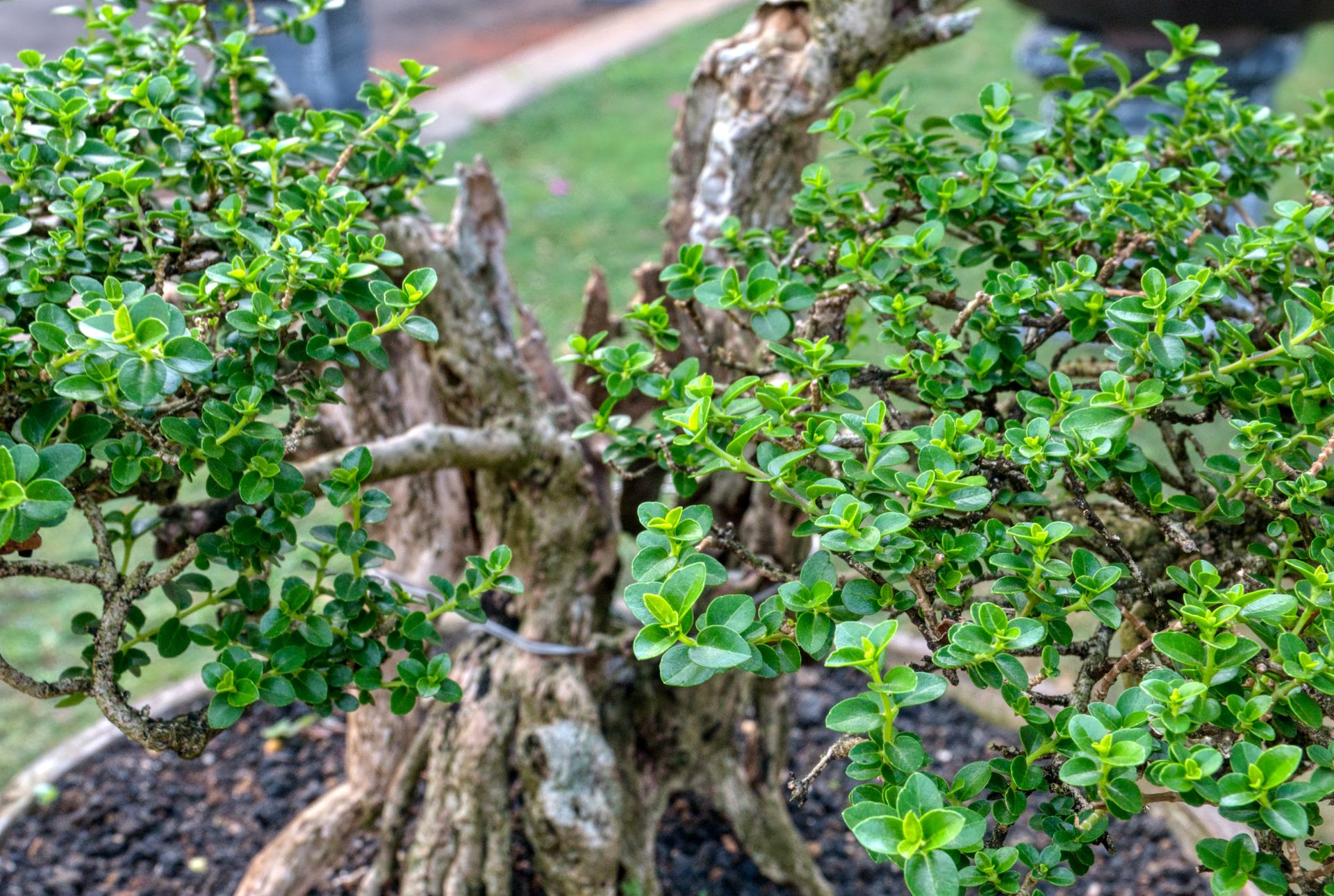 Detailed view of a lush bonsai tree with vibrant green leaves in Banten, Indonesia.