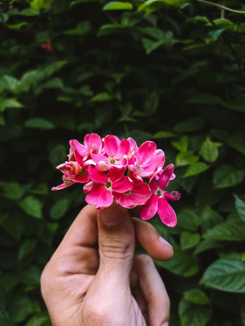 Free A close-up of a hand holding vibrant pink flowers with lush green foliage in the background. Stock Photo