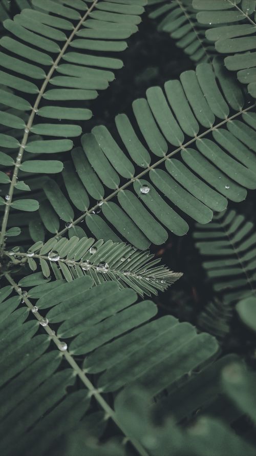 Free Detailed view of lush green fern leaves with dew drops, highlighting nature's beauty. Stock Photo
