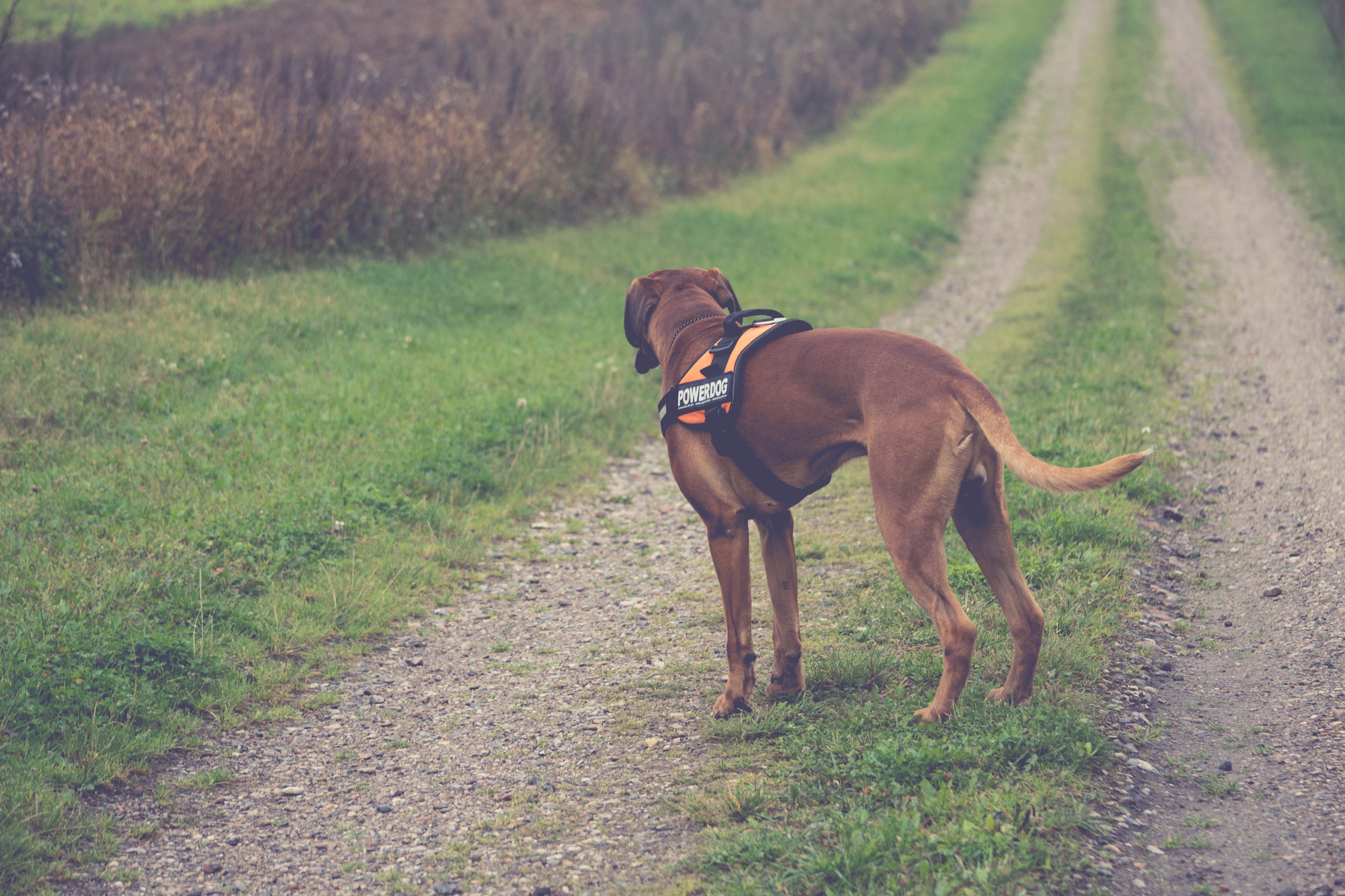Kostenloses Foto Zum Thema Boxer Hund Matt