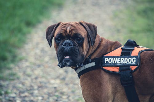 オレンジ色の黒いパワードッグベストと茶色のボクサー犬