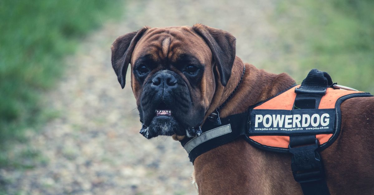 Best Harness for Dogs That Pull on Walks Brown Boxer wearing a padded body harness, standing alert in an outdoor park